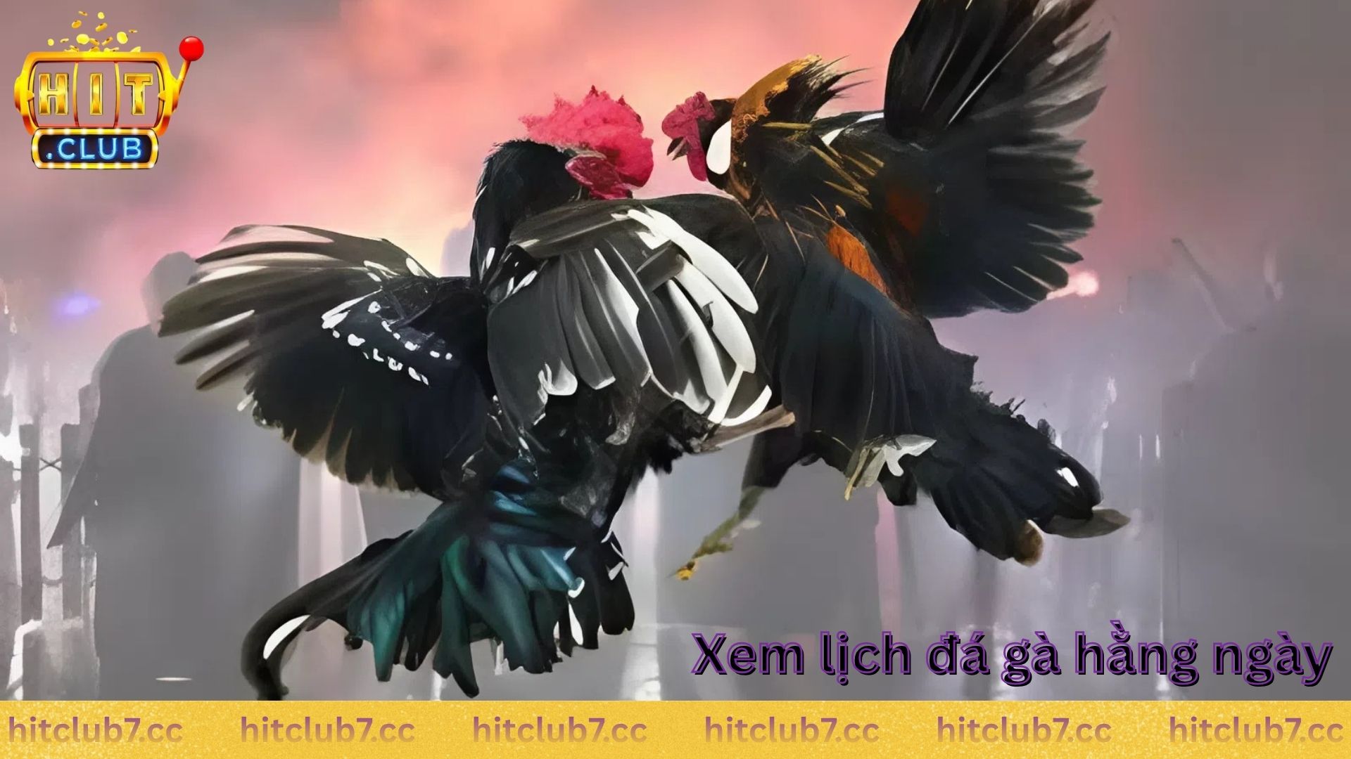 Vì sao phải biết cách xem lịch đá gà hàng ngày